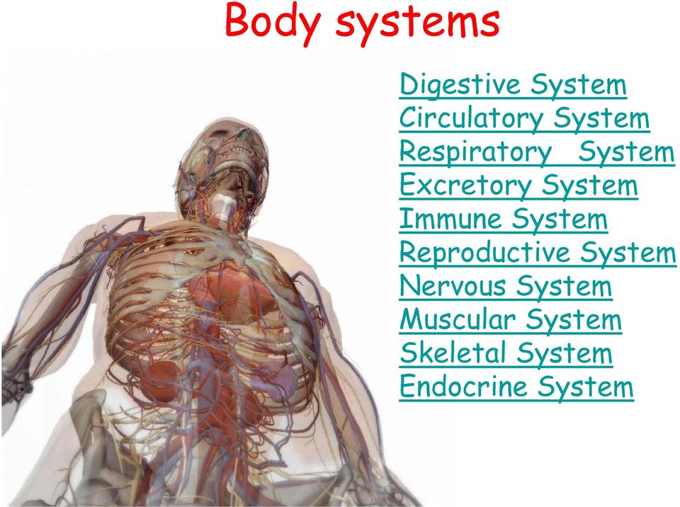 Immune System Reproductive System Nervous