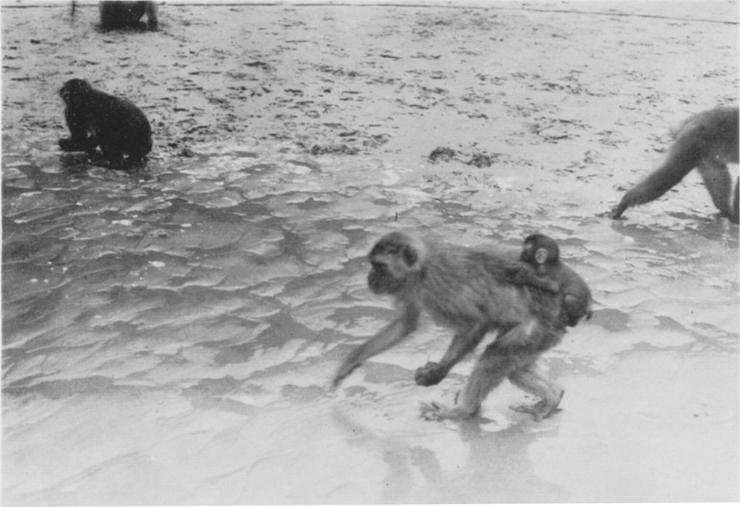 3 Age when monkeys began WW behavior and number of ~ W monkcy Photo 3.
