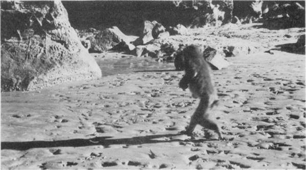Pre-cultural Behavior of Japanese Monkeys 5 Photo 1. A monkey running to the shore to wash sweet potatoes in the sea water, holding them in both hands. Photo 2.