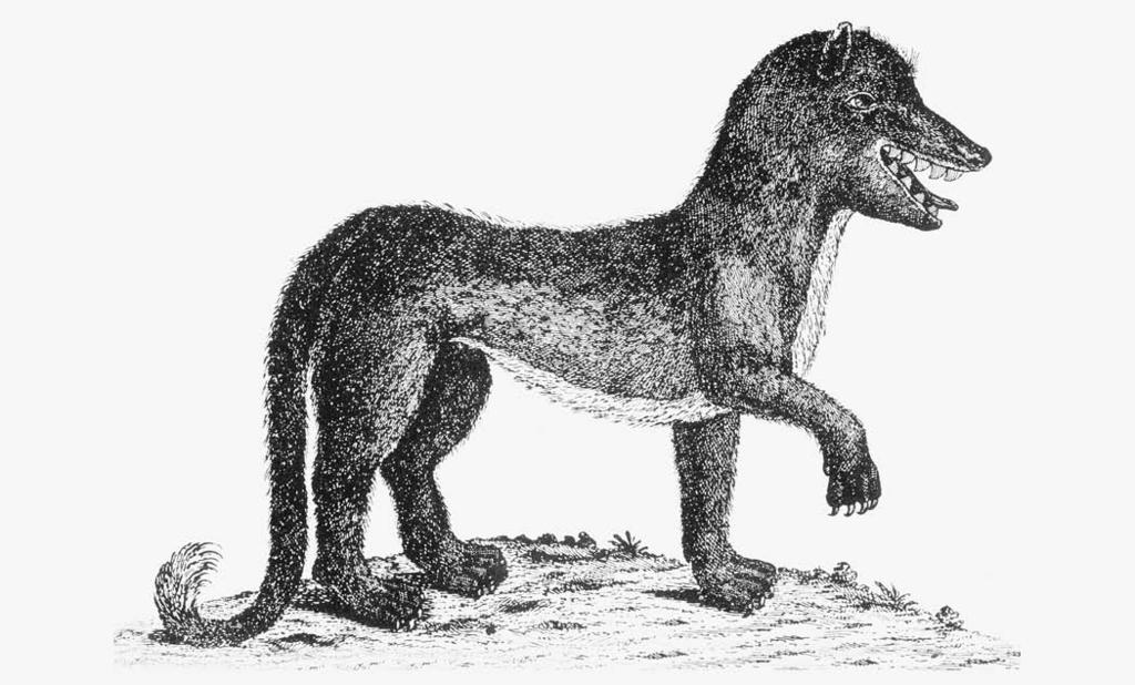 24 Beast of Gevaudan The Beast of Gevaudan, 1765 (Author s collection) MONTAGUE SUMMERS gave this description based on an article in London Magazine in 1765: For months this animal panic-struck the