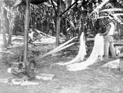 CHAPTER 1 n Founding of Yamaoka Hatsudoki Kosakusho 1912-1931 Extracting hemp fiber from hemp stalk with the oil-powered engine in Davao, the Philippines commencing production in the Philippines