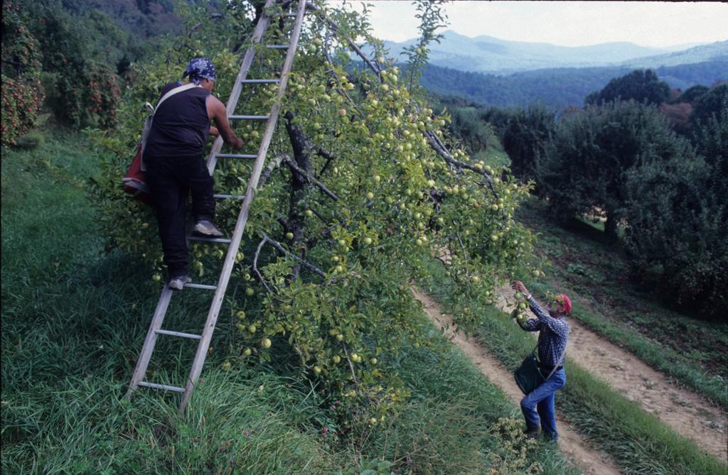 North Carolina at Work 15 Workers pick apples at the Orchard at Altapass along the Blue Ridge Parkway. Photo by Cedric N. Chatterley. remember which ancient said, We are what we repeatedly do.