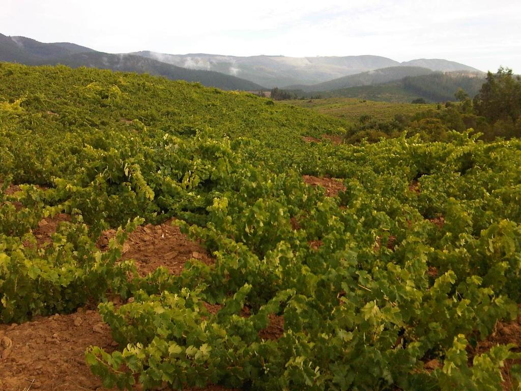 INDEX KEY. Organic Wines * Biodynamic Wines ** Natural Wines! PDF 
