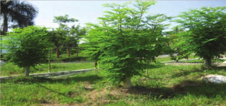 Agronomy of Moringa oleifera (Lam.) in agricultural systems in Latin America and the Caribbean region 107 Photograph 1. A vigorous stump in a low sowing density plot.