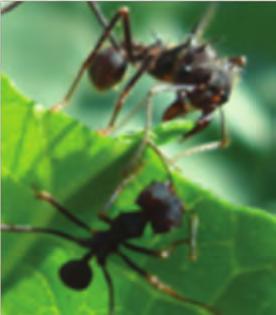 , 2012 Coleoptera: Scolytidae stems Valenciaga et al., 2012 Ascia monuste l. leaves alonso et al., 2012 (unidentified) Plantlets alonso et al., 2012; campos, 2012. Apate monachus (F.