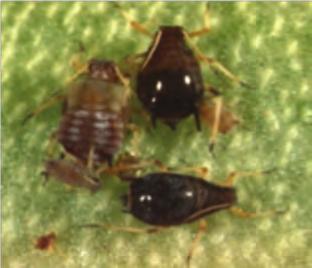 114 Mulberry, moringa and tithonia in animal feed, and other uses Figure 9 A. Aphids on M.