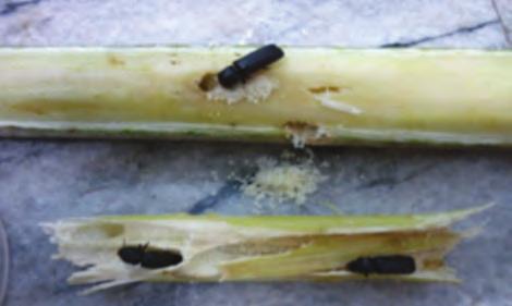 (A) Larva or caterpillar. (B) Pre-pupa phase. (C) Pupae. (d) Adult female.
