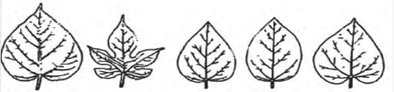 8 Mulberry, moringa and tithonia in animal feed, and other uses Figure 5 Shapes of mulberry leaves Whole lobed ovate elliptical cordate Source: cifuentes and kee Wook,1998. old.