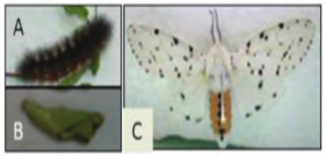) Figure 17 Estigmene acrea (A) Larvae, (B) Pupa, (C) Adult prunings made at 60, 90 and 120 days