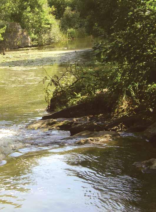 Річки басейну Південного Бугу 107 кущі в балках, ярах, особливо там, де інтенсивно відбувається водна площинна та лінійна ерозія грунтів.