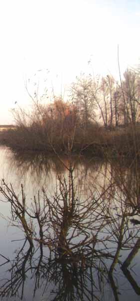Річки басейну Дніпра ка та зелена. Не мешкають на цій території гадюки степова і звичайна. Рідко потрапляє у поле зору ящірка живородна.