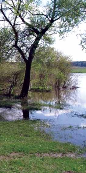 Річки басейну Дніпра 75 понад 65 видів. Дуже велика щільність птахів у цих зооценозах.