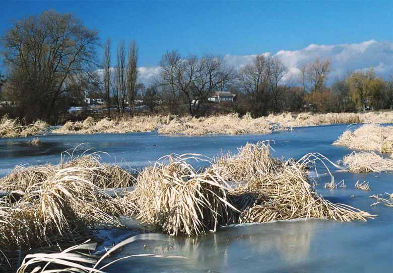 80 Річки басейну Дніпра РІЧКА МОГО ДИТИНСТВА ХОМОРА Хомора біля Ленковець протікає упродовж чотирьох кілометрів. Річка тече рівнинною територією, але крутішим є правий берег.
