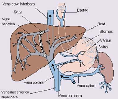 Stază de sânge în organele pelvine - Simptome - August