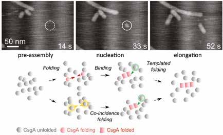 182 On theoretical grounds, we foresee one of two possible pathways to a minimal curli fragment: (1) a folding-binding pathway in which transiently folded CsgA monomers can associate upon collision