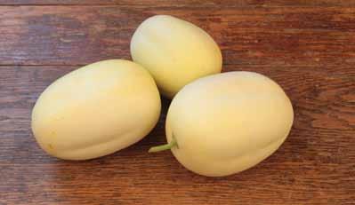 FERRY GERMINATION SEEDS:Squash Seeds 25 Bonbon Hybrid Squash Seeds 80 Days