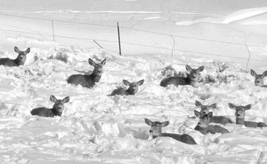 4 Precipitationa driving force I t doesn t seem possible that raindrops or snowflakes would affect the ability of mule deer to thrive.