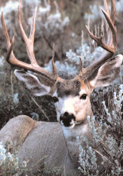 MULE DEER Changing S ince 1922, the Western Association of Fish and Wildlife Agencies (WAFWA) has served as a leader promoting management and protection of fish and wildlife in the western United
