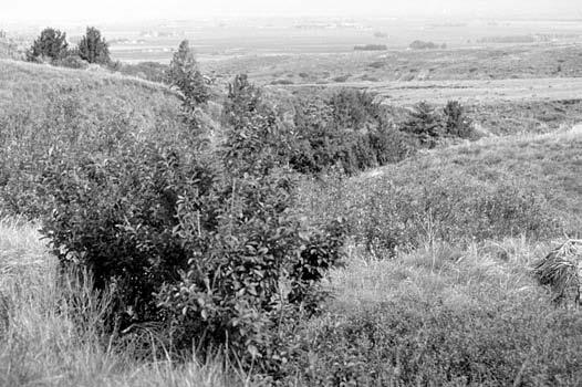 Regions Mule deer habitat used in the Great Plains ecoregion, Scotts Bluff National Monument in western Nebraska. By Mike Cox.