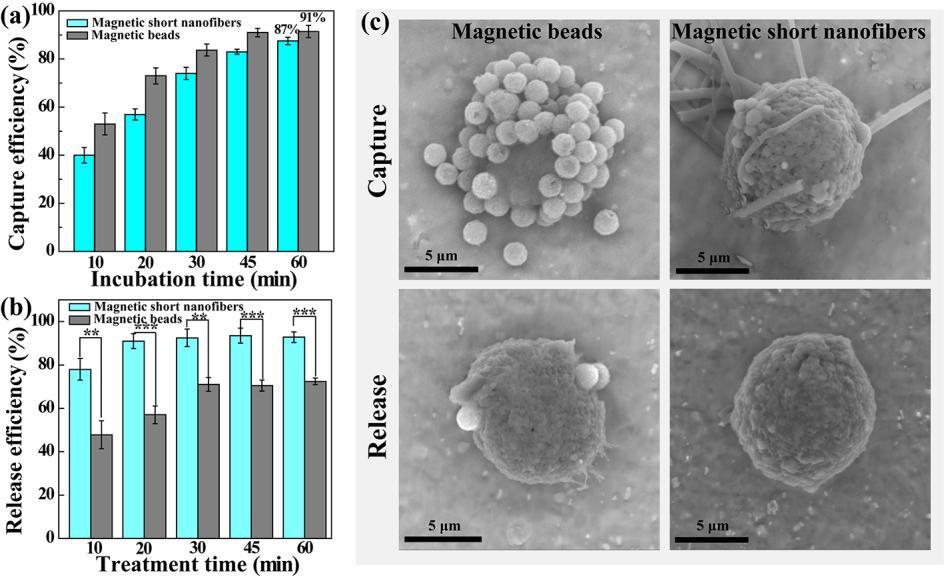DNA aptamer-functionalized magnetic short nanofibers for efficient capture and release of circulating tumor cells Yunchao Xiao, Xiangyang Shi* State Key Laboratory for Modification of Chemical Fibers