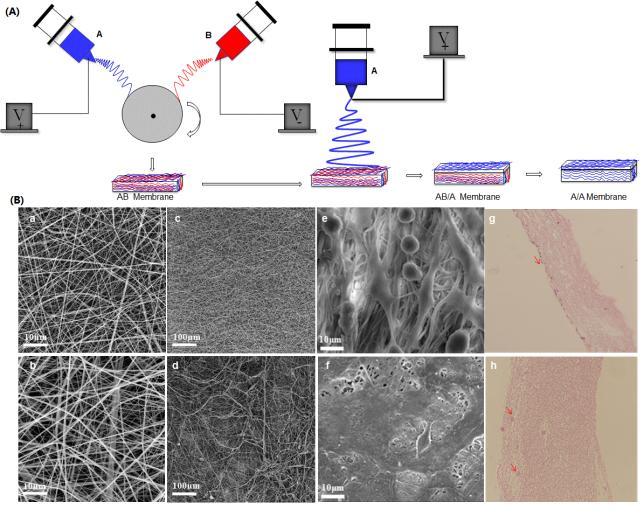 Tilapia Skin Collagen based Bi-layered Electrospun Membrane for Guided Tissue Regeneration Inspired by Prodrug of Pharmacochemistry Dongsheng Li 1, Yonglin Gao 2, Yunzhi Wang 2, Ruoxin Chen 1,