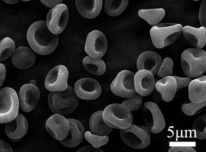 Hydrophilic Enhanced Red Blood Cell-like PEG-PLGA Janus Microparticles with Magnetic-Luminescent Bifunction Junwei Xu 1, 2, Yingnan Zhang 1, 2, Yunxue Jia 1, 2 1, 2,*, Ping Li 1 School of Biological