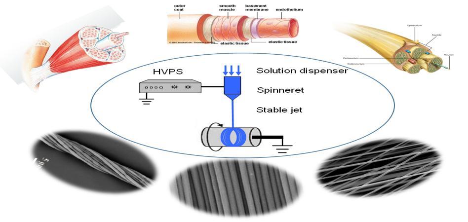 A rectilinear jet enabled electrospinning of highly aligned fibers for engineering anisotropic tissue applications Yanzhong Zhang* Department of Bioengineering, College of Chemistry, Chemical