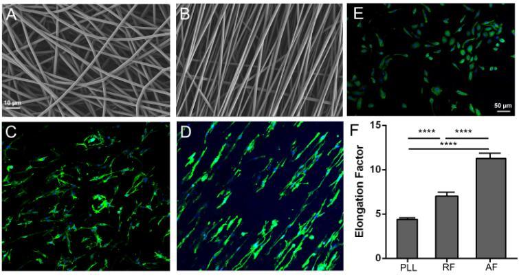 Synergistic effects of controlled release of 7,8-DHF and aligned PLLA nanofibers on macrophage polarization for neural cell differentiation Ting Guo 1, 3, Jun Li 1, 2, Seeram Ramakrishna 1, 3, Liumin