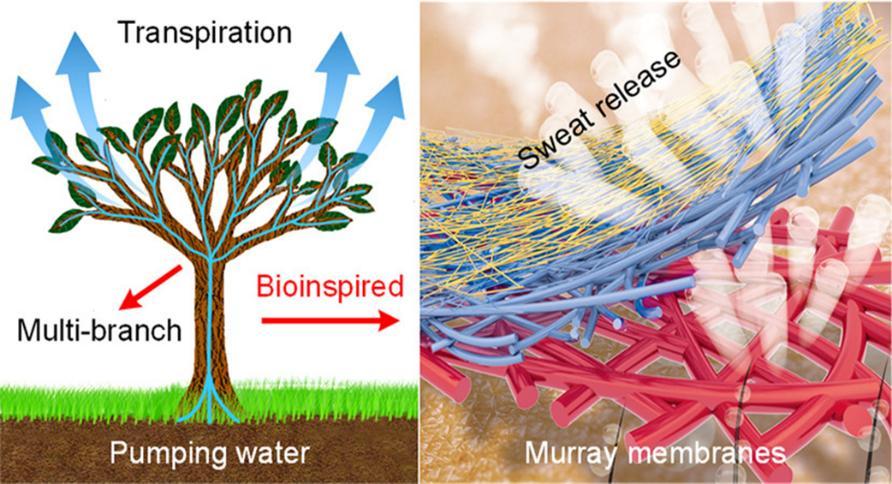 Electrospun Fibrous Membranes with Ultrafast Water Transport and Evaporation for Smart Moisture-Wicking Textiles Xianfeng Wang 1,2, Bin Ding 2, and Jianyong Yu 2 1 College of Textiles, Donghua