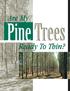 Are My. Pine Trees. Ready To Thin?