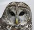How To Save Northern Spotted Owl