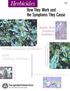 Herbicides. How They Work and the Symptoms They Cause. Amino Acid. Synthesis Inhibitors. Growth Regulator Herbicides Lipid. Photosynthesis Inhibitors