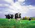 Greenhouse Gas Emissions from the Dairy Sector. A Life Cycle Assessment