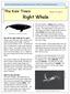 Right Whale. The Kids Times: Volume II, Issue 6. NOAA s National Marine Fisheries Service, Office of Protected Resources