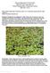 Oregon Department of Agriculture. Plant Pest Risk Assessment, ODA. Yellow Floating Heart, Nymphoides peltata 2005 (Rev. 2011)