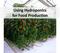 Using Hydroponics for Food Production