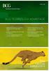 BCG TECHNOLOGY ADVANTAGE