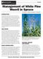 Management of White Pine Weevil in Spruce