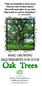 Oak Trees BASIC GROWING REQUIREMENTS FOR YOUR