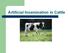 Artificial Insemination in Cattle