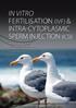 In vitro fertilisation (IVF) & intra-cytoplasmic sperm injection (ICSI)
