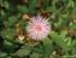 Wound Healing Potential of Alcoholic Extract of Mimosa pudica Linn. Leaves