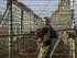 INTERNATIONAL BORDER SECURITY