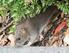 WHY DO WE NEED TO ELIMINATE RODENTS FROM FOOD PREMISES?