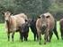 Maintaining Herd Communication - Standards Used In IT And Cyber Security. Laura Kuiper