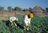 CHOOSING AMONG CROP INSURANCE PRODUCTS
