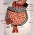 Digestive System Module 5: The Small and Large Intestines