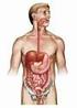 Digestive System AKA. GI System. Overview. GI Process Process Includes. G-I Tract Alimentary Canal