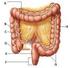 Digestive System. Gross Anatomy and Physiology