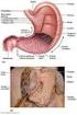 Name Digestive System and Body Metabolism Notes Ch 14